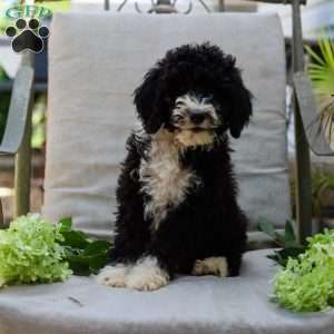 Mahlon, Bernedoodle Puppy