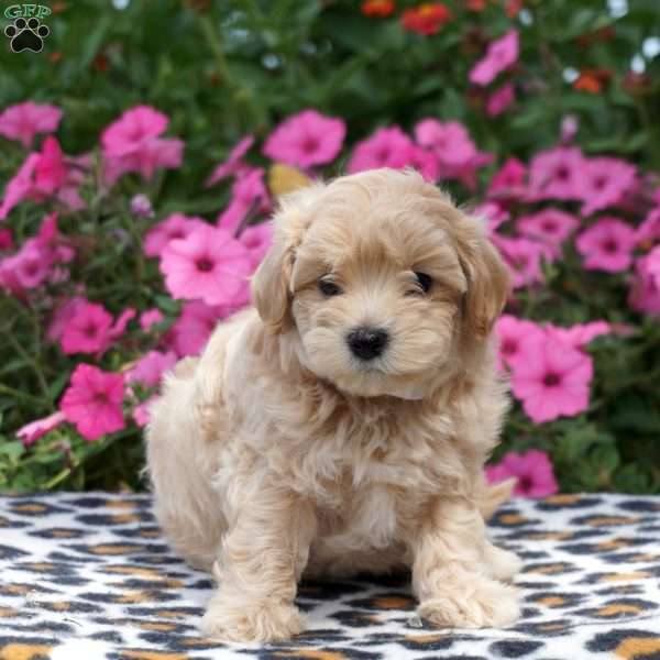 Maisy, Maltipoo Puppy