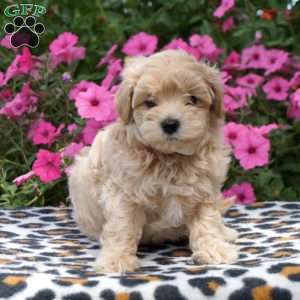 Maisy, Maltipoo Puppy