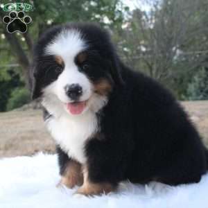 Alpine, Bernese Mountain Dog Puppy