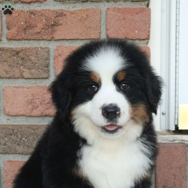 Alpine, Bernese Mountain Dog Puppy