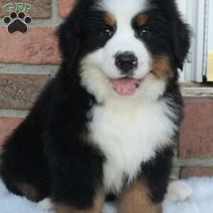 Alpine, Bernese Mountain Dog Puppy