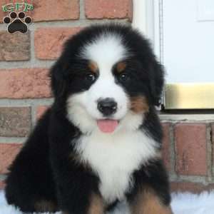 Alpine, Bernese Mountain Dog Puppy