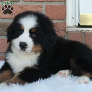 Alpine, Bernese Mountain Dog Puppy