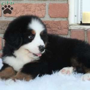 Alpine, Bernese Mountain Dog Puppy