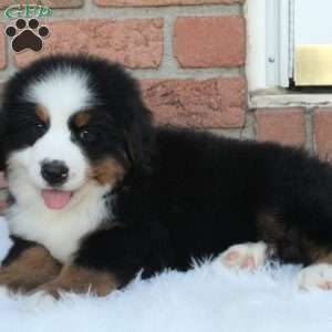 Alpine, Bernese Mountain Dog Puppy