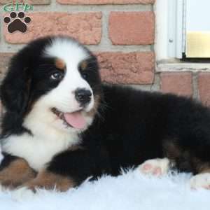 Alpine, Bernese Mountain Dog Puppy