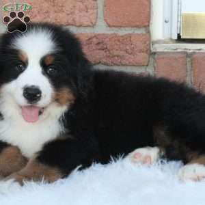 Alpine, Bernese Mountain Dog Puppy