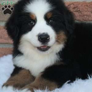 Alpine, Bernese Mountain Dog Puppy
