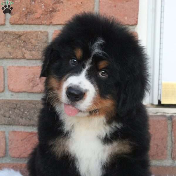 Forest, Bernese Mountain Dog Puppy