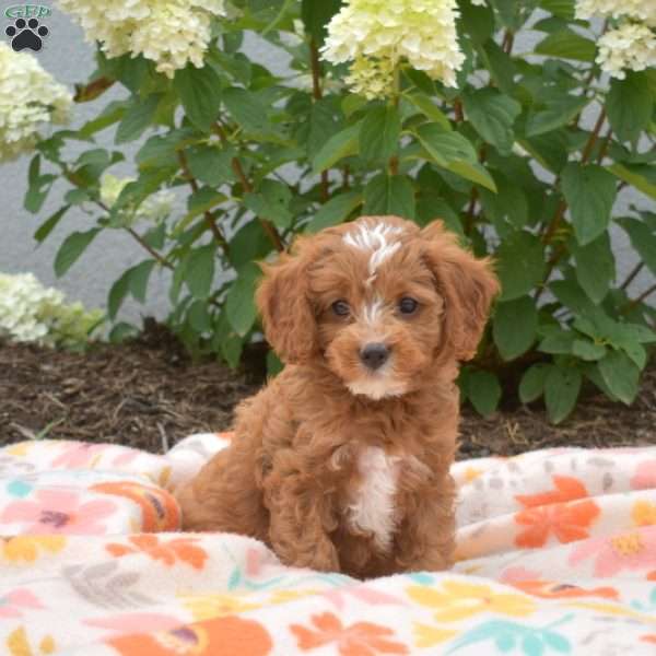 Mango, Cavapoo Puppy