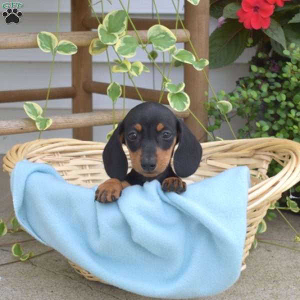 Manny, Dachshund Puppy