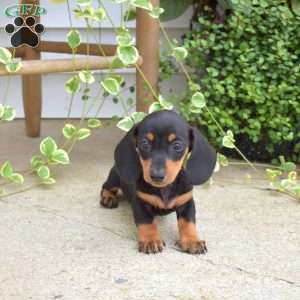 Manny, Dachshund Puppy