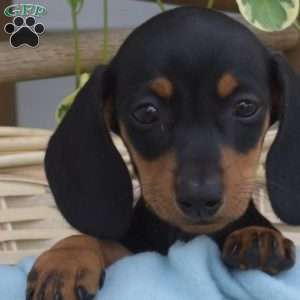 Manny, Dachshund Puppy
