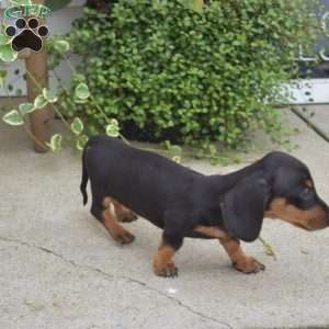 Manny, Dachshund Puppy
