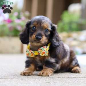 Marble, Dachshund Puppy