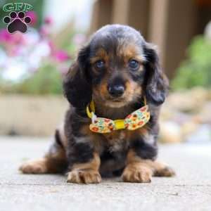 Marble, Dachshund Puppy