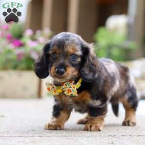 Marble, Dachshund Puppy
