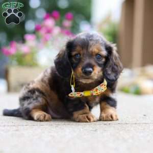 Marble, Dachshund Puppy