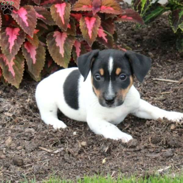 Marco, Jack Russell Terrier Puppy