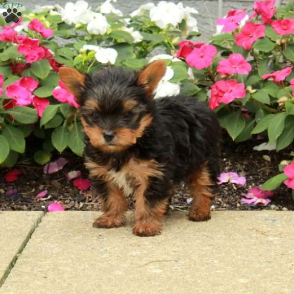 Marco, Yorkie Puppy