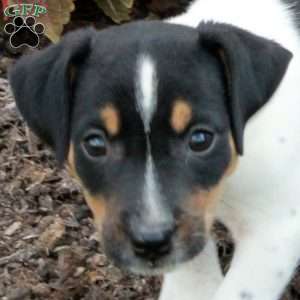 Marco, Jack Russell Terrier Puppy