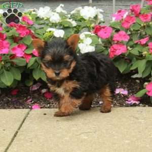 Marco, Yorkie Puppy