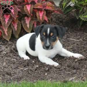 Marco, Jack Russell Terrier Puppy