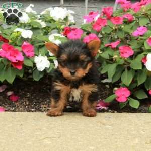 Marco, Yorkie Puppy
