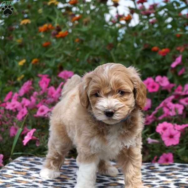 Marco, Maltipoo Puppy