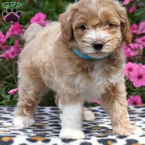 Marco, Maltipoo Puppy