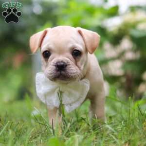 Margo, French Bulldog Puppy