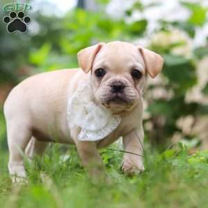 Margo, French Bulldog Puppy