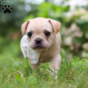 Margo, French Bulldog Puppy