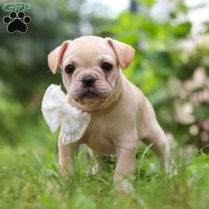 Margo, French Bulldog Puppy