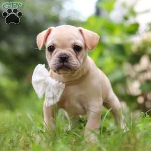 Margo, French Bulldog Puppy