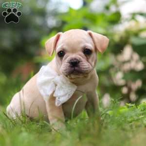 Margo, French Bulldog Puppy