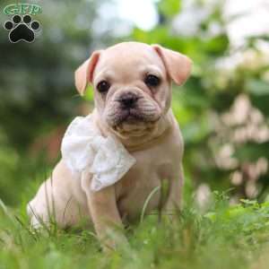 Margo, French Bulldog Puppy