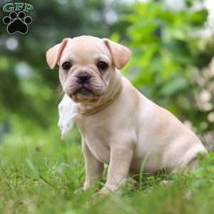 Margo, French Bulldog Puppy