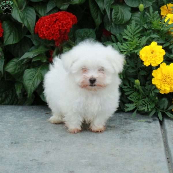 Margo, Maltese Puppy