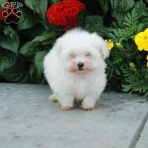 Margo, Maltese Puppy