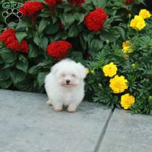 Margo, Maltese Puppy
