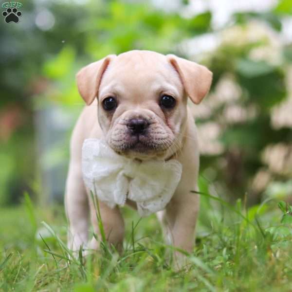 Margo, French Bulldog Puppy