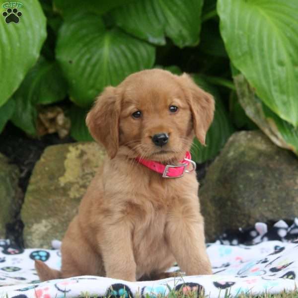 Maria, Golden Retriever Puppy