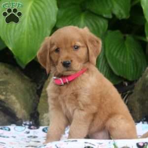 Maria, Golden Retriever Puppy