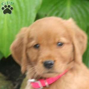 Maria, Golden Retriever Puppy
