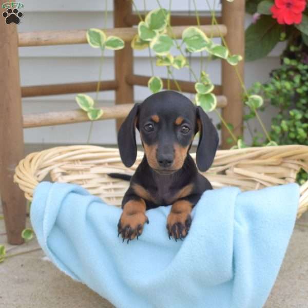Marie, Dachshund Puppy