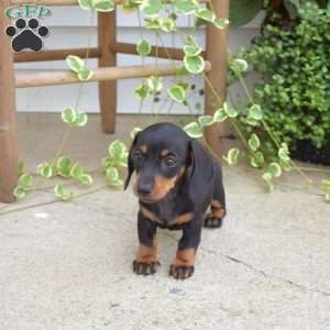 Marie, Dachshund Puppy