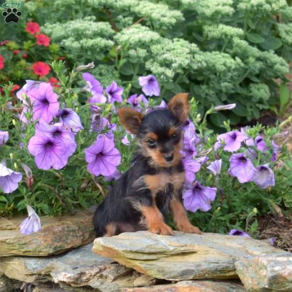 Marigold, Yorkie Puppy