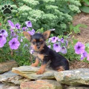 Marigold, Yorkie Puppy